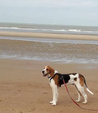 Dogorama-Monats-Challenge-Mai "Wasser"-Beitrag-Bild