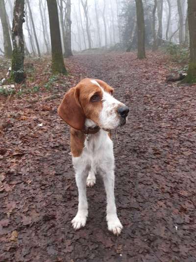 Hund aus dem Spanischen Tierschutz-Beitrag-Bild
