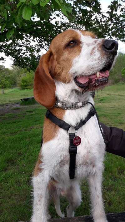 Hund aus dem Spanischen Tierschutz-Beitrag-Bild