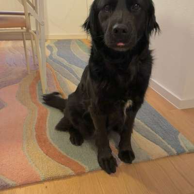 Hundetreffen-Spielfreunde gesucht-Bild