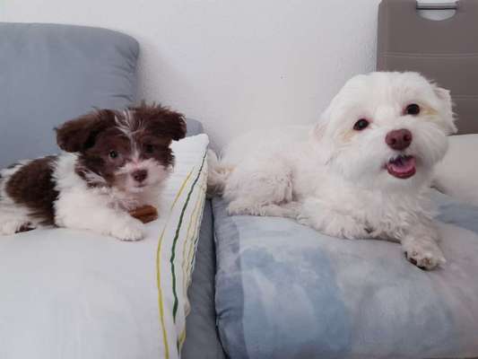 Havaneser dabei?:)-Beitrag-Bild