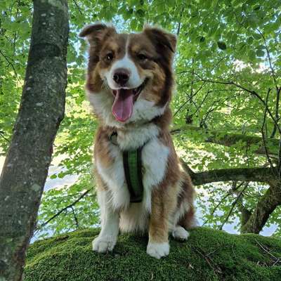 Hundetreffen-Gassirunde-Bild