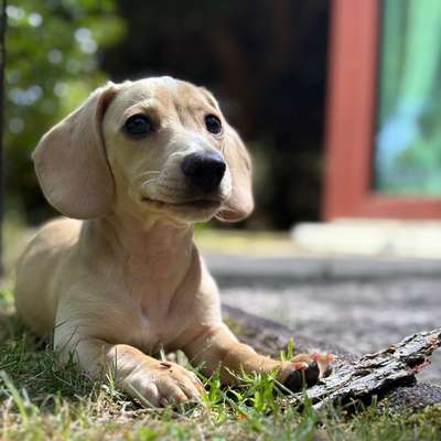 Hundetreffen-Kleiner Dackel Welpe sucht Freunde zum toben-Bild