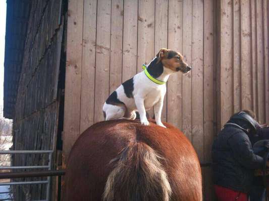 Hunde Memes-Beitrag-Bild