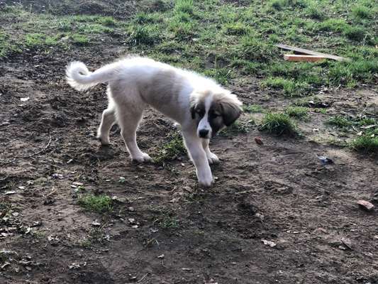 Welpen Bilder !-Beitrag-Bild