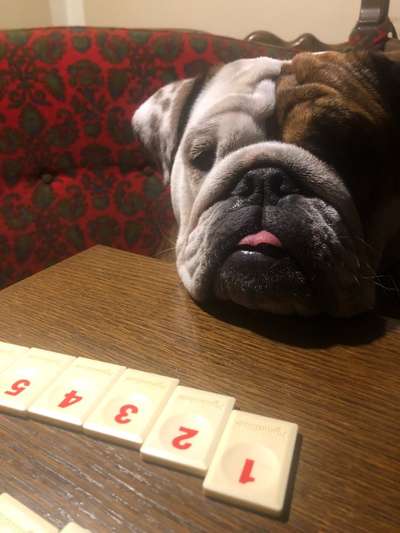 Brachycephale Hunderassen-Beitrag-Bild