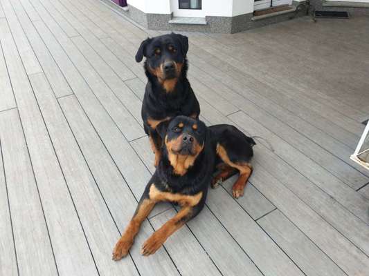 Bester Freund, Hundekumpel - zeigt her!-Beitrag-Bild