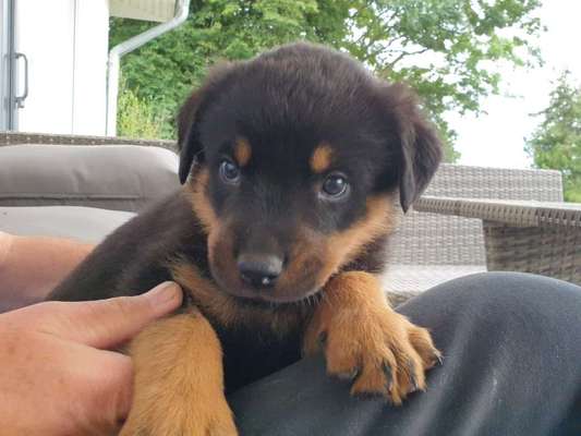 Welpen Bilder !-Beitrag-Bild