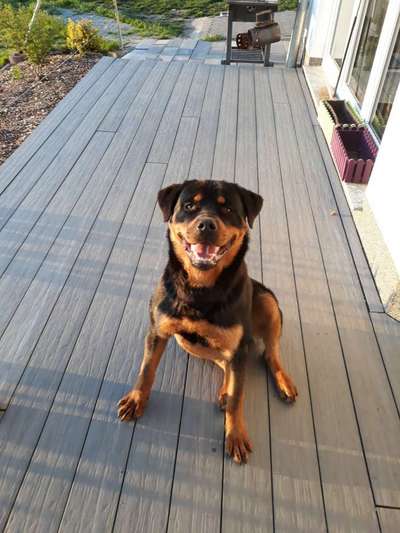 Welche Hunderasse-Beitrag-Bild