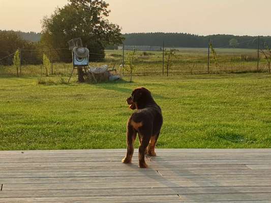 Zeigt mal die schönsten Bilder von euren Hunden !-Beitrag-Bild