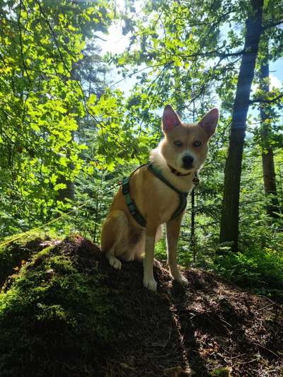 Samojede-Beitrag-Bild