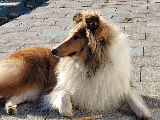 Langhaar Collies-Beitrag-Bild