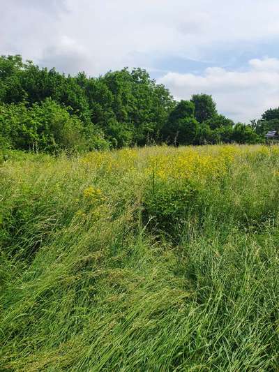 Hundeauslaufgebiet-BUDDYS Hundewiese-Bild