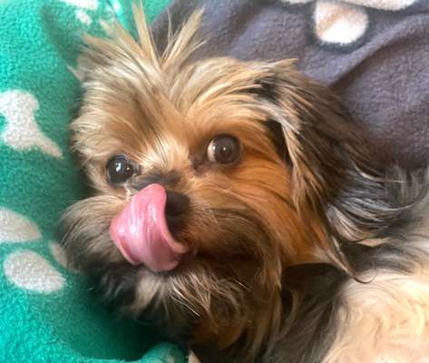 Dogorama Photo Challenge - Hundeblick zum hinschmelzen-Beitrag-Bild