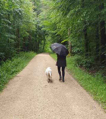 Hundetreffen-Treffen zur Gassirunde-Bild