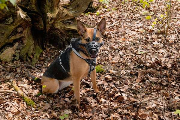 Zeigt mir eure Schäferhund Mischlinge :-)-Beitrag-Bild