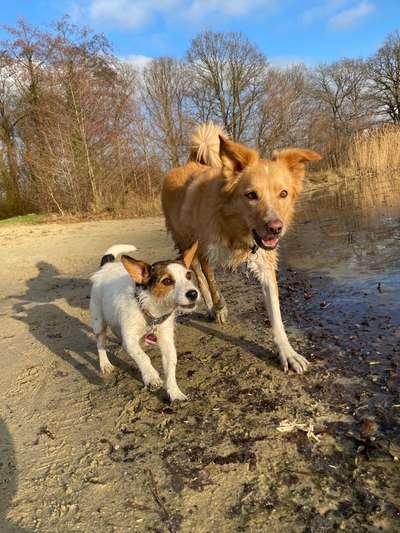 Welchen Hund hast du?-Beitrag-Bild