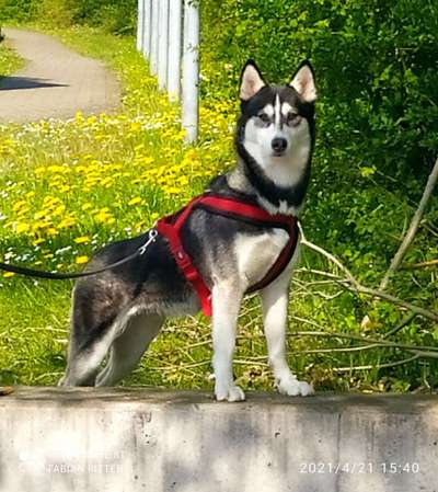 Die Dogorama Monats Challenge "Es grünt und blüht"-Beitrag-Bild