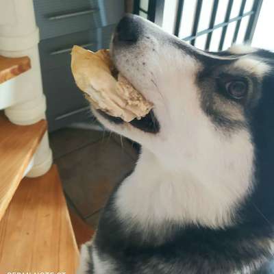 Hundetreffen-Gundelfingen-Bild