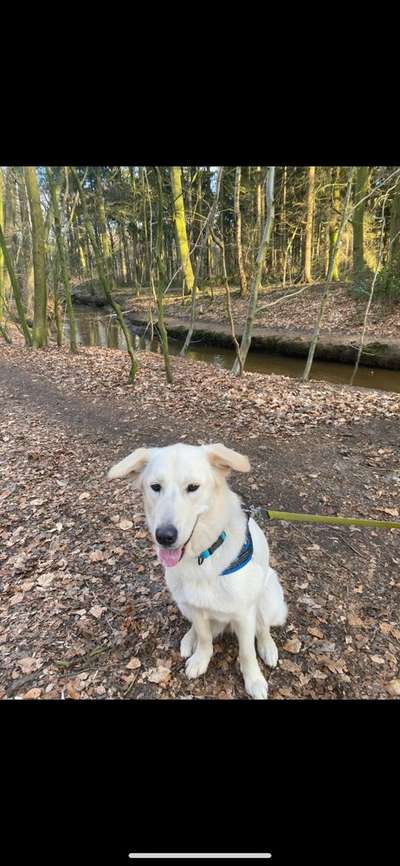 Mischlinge raten - Rätselspaß-Beitrag-Bild