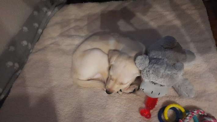 Labradorfans-Beitrag-Bild