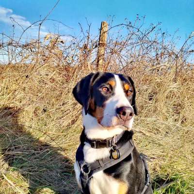 Wurfgeschwister gesucht!!!-Beitrag-Bild