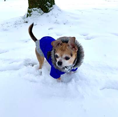 Die Dogorama Kalender Challenge Teil 2/4-Beitrag-Bild