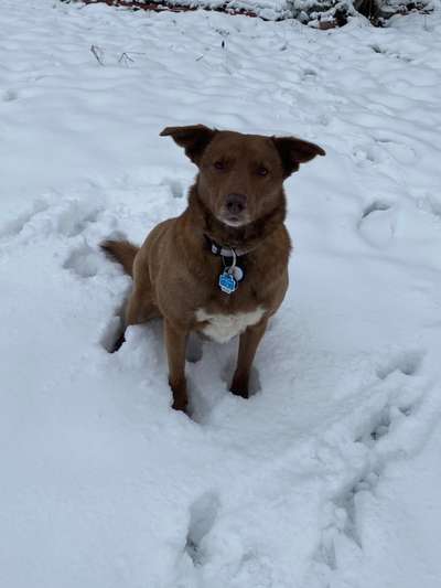 Schnee Foto-Beitrag-Bild