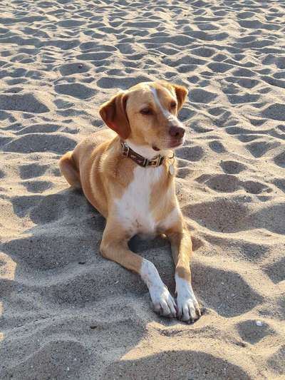 Die Dogorama Kalender Challenge Titelbild-Beitrag-Bild