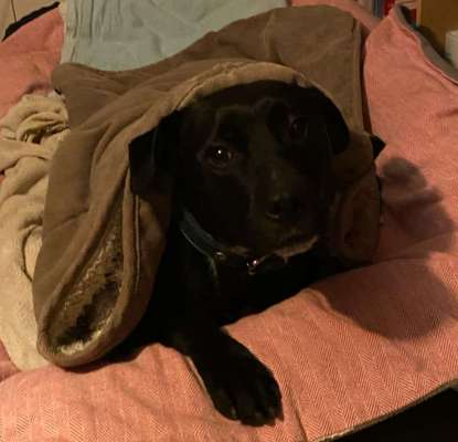 Auslandstierschutz-Beitrag-Bild