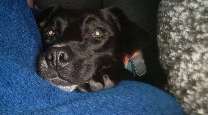 Die lustige Welt der Hunde-Mimik :)-Beitrag-Bild