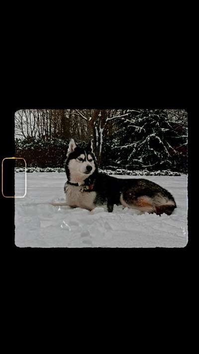 Husky-Beitrag-Bild