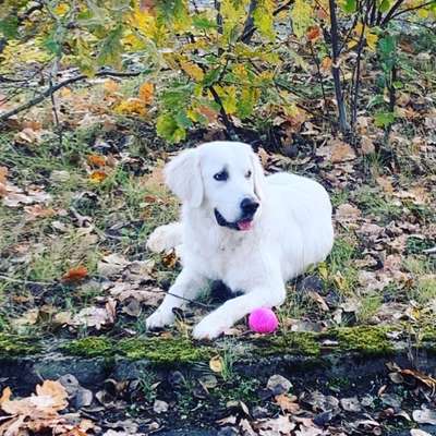 Wo sind die Golden Retriever Liebhaber?-Beitrag-Bild