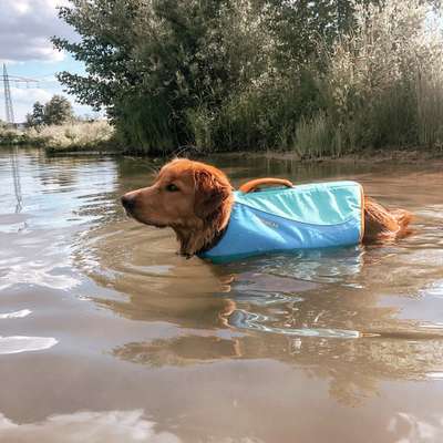 Hundetreffen-Schwimmrunde mit SUP (Stand up Paddle Board) und Hund 🐕-Bild