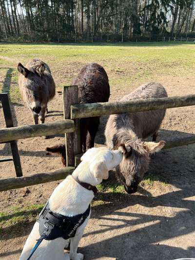 Hundetreffen-Spielrunde und Spaziergang-Bild