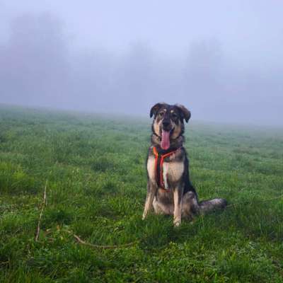 Hundetreffen-Spazieren gehen , social walk , Spieltreff-Bild