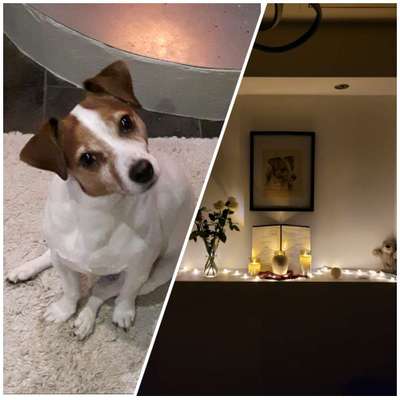 Unsere Fellnasen im Regenbogenland-Beitrag-Bild