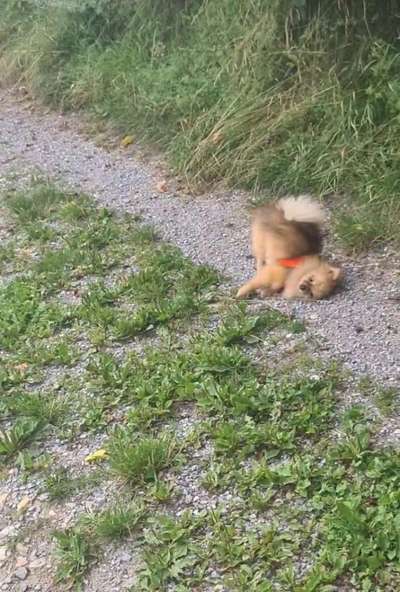 Zeigt eure verrücktesten Hundebilder-Beitrag-Bild