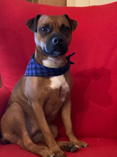 Foto's und Hundemodels-Beitrag-Bild