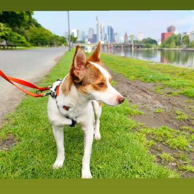 Hundetreffen-Gassi am Main - Sachsenhausen - 18:30-Bild