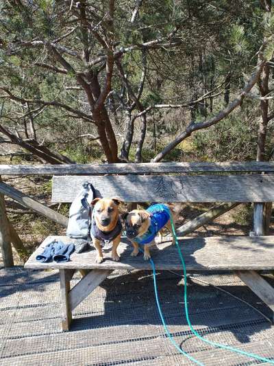 Hundetreffen-Gassirunde am Illmensee oder in der Nähe-Bild