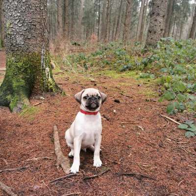 Hundetreffen-Welpentreffen in Bokel-Bild