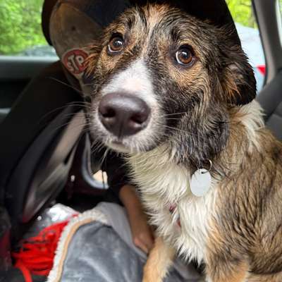 Hundetreffen-Gemeinsame Gassirunde (Junghund)-Bild