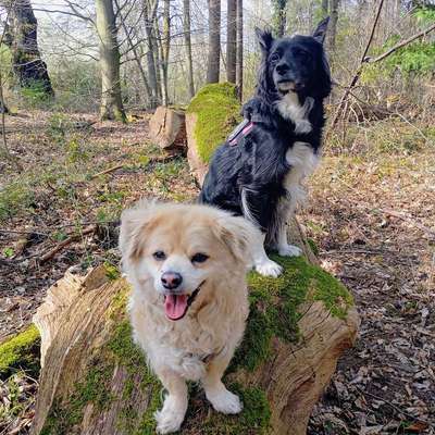 Hundetreffen-Gassirunde-Bild