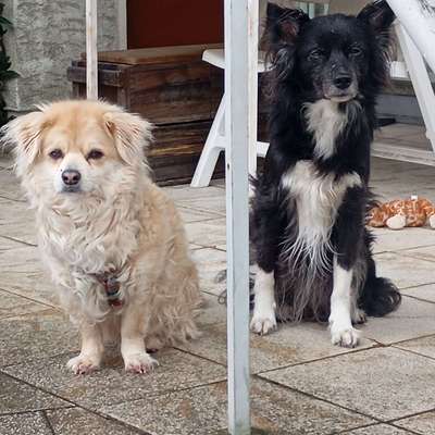Hundetreffen-Gassirunde