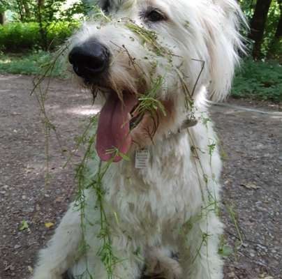 Hundetreffen-Ruhige Spaziergänge in Essen und Umgebung-Bild