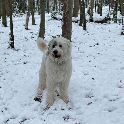 Hundetreffen-Spaziergänge in Essen und Umgebung-Bild