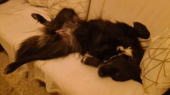 TierschutzhundeStammtisch🐕-Beitrag-Bild