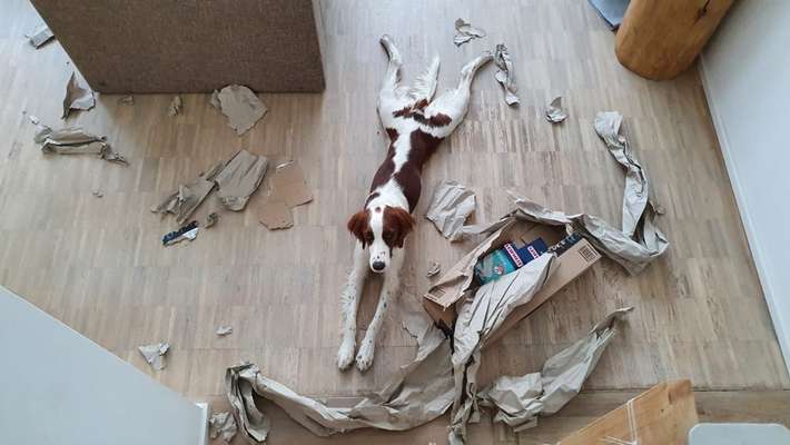 Irisch setter-Beitrag-Bild