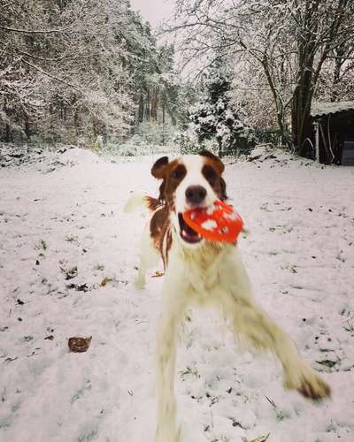 Irisch setter-Beitrag-Bild